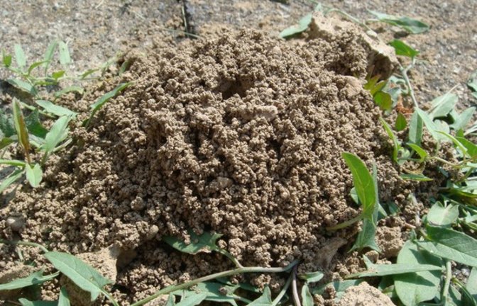 Nesteingang einer Sandbiene. Foto: Wikime542