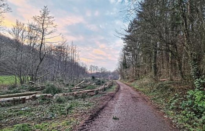 Rund 100 Fichten sind im Auricher Kreuzbachtal einem zukünftigen Auwäldchen gewichen (VKZ hat berichtet), das Foto von Alexandra Behr zeigt den nun luftigen Weg.