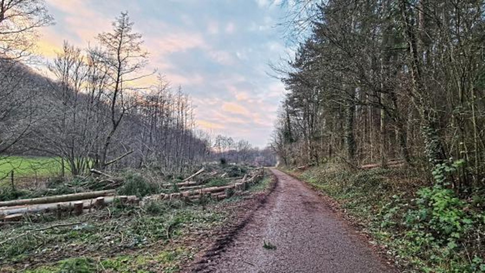 Rund 100 Fichten sind im Auricher Kreuzbachtal einem zukünftigen Auwäldchen gewichen (VKZ hat berichtet), das Foto von Alexandra Behr zeigt den nun luftigen Weg. Rund 100 Fichten sind im Auricher Kreuzbachtal einem zukünftigen Auwäldchen gewichen (VKZ hat berichtet), das Foto von Alexandra Behr zeigt den nun luftigen Weg.