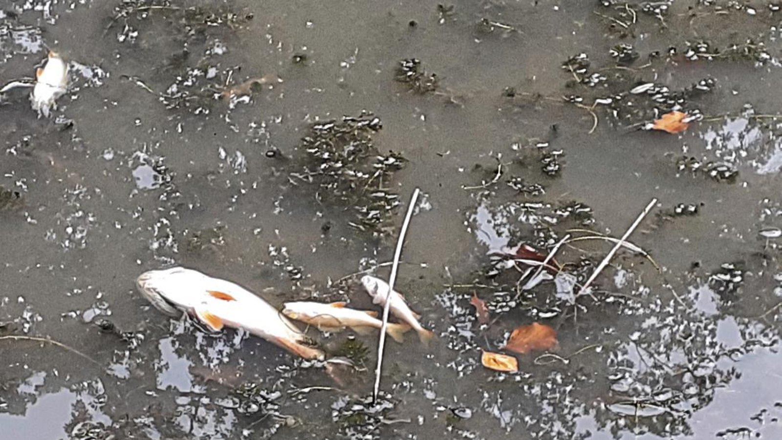 Auf der Wasseroberfläche sieht man zuhauf tote Fische. Der Angelsportverein versucht unterdessen, noch lebende zu retten. Foto: p