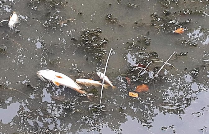 Auf der Wasseroberfläche sieht man zuhauf tote Fische. Der Angelsportverein versucht unterdessen, noch lebende zu retten. Foto: p