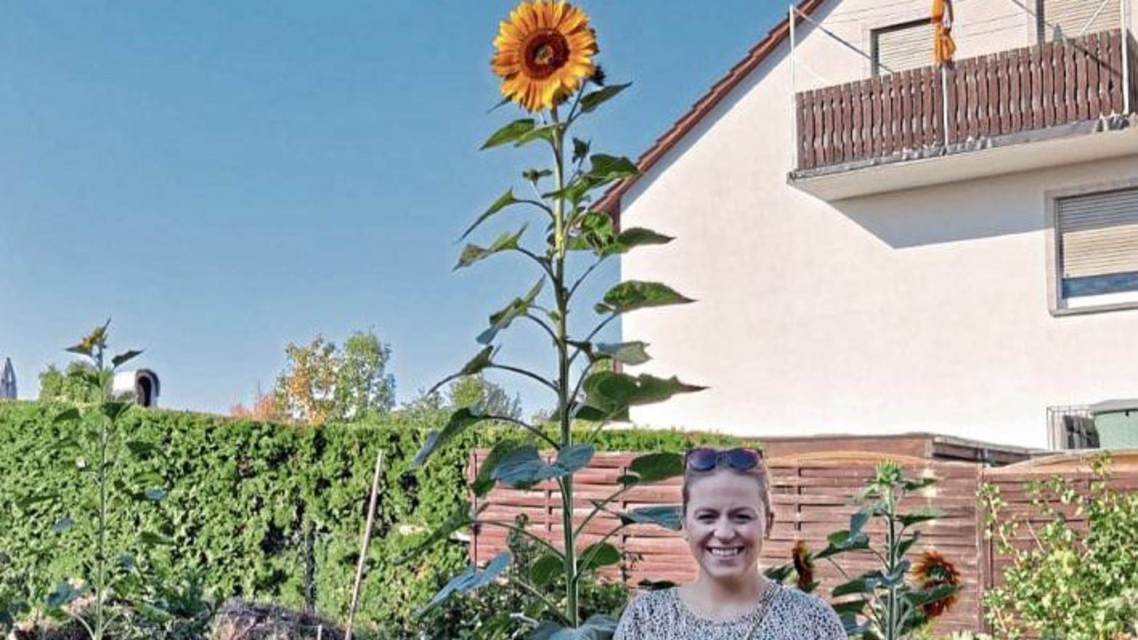Lisa Fischer und Dennis Brabanski aus Enzweihingen haben eine rekordverdächtige Sonnenblume im Garten mit über drei Meter. Foto: Fischer Lisa Fischer und Dennis Brabanski aus Enzweihingen haben eine rekordverdächtige Sonnenblume im Garten mit über drei Meter. Foto: Fischer