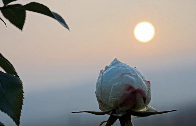 „Diese Rose habe ich heute bei uns im Weinberg fotografiert“, schreibt Rudi Thalhäuser aus Gündelbach.