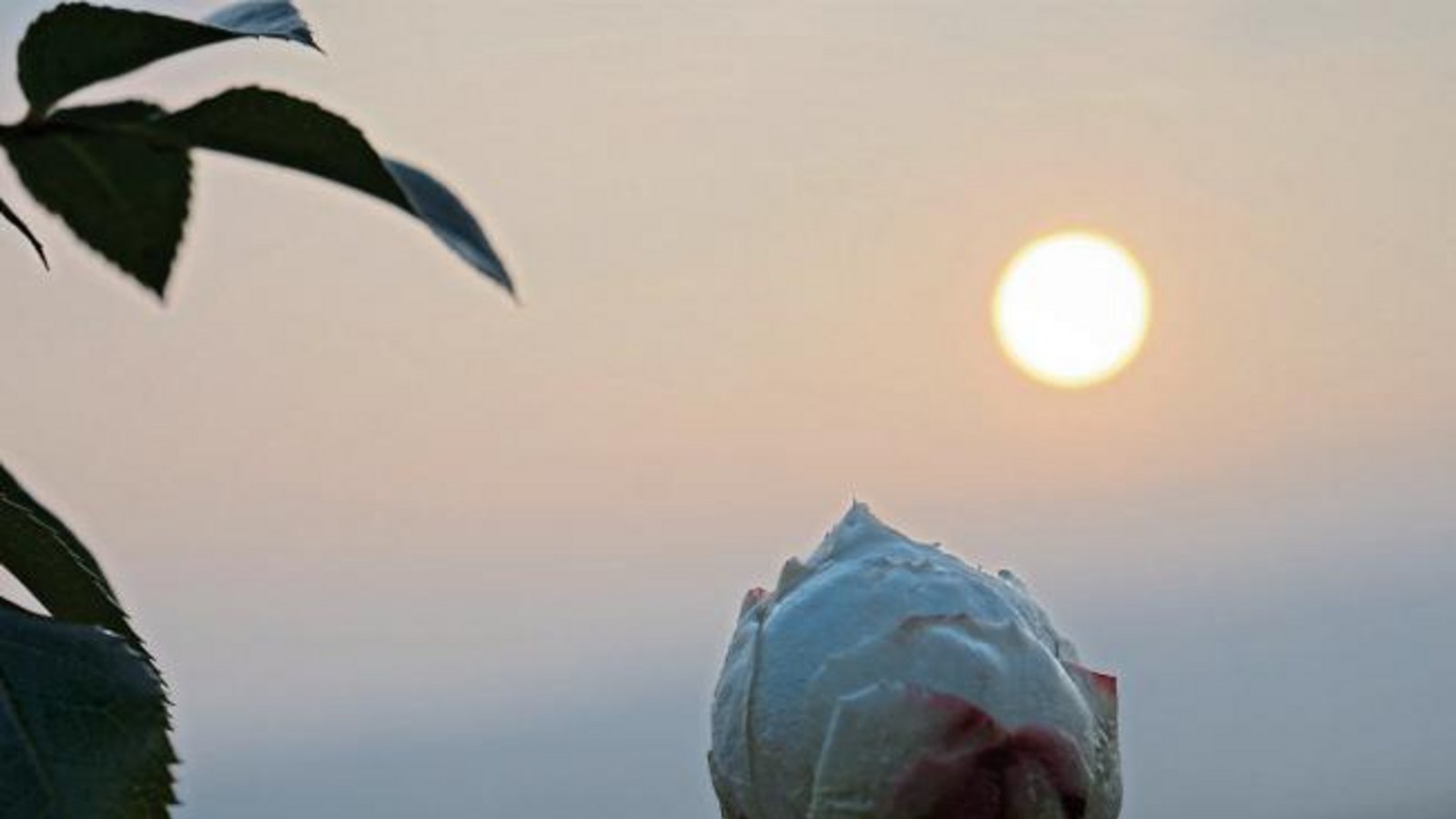 „Diese Rose habe ich heute bei uns im Weinberg fotografiert“, schreibt Rudi Thalhäuser aus Gündelbach. „Diese Rose habe ich heute bei uns im Weinberg fotografiert“, schreibt Rudi Thalhäuser aus Gündelbach.