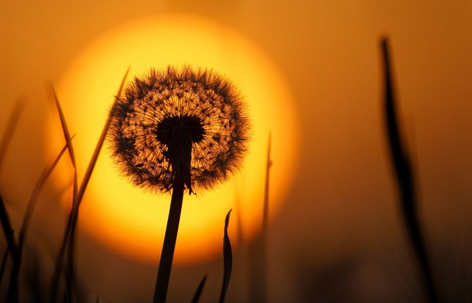 Hinter einer Pusteblume geht am Morgen die Sonne auf. Der Saharastaub in der Luft färbt den Himmel gelblich ein<span class='image-autor'>Foto: dpa/Thomas Warnack</span>