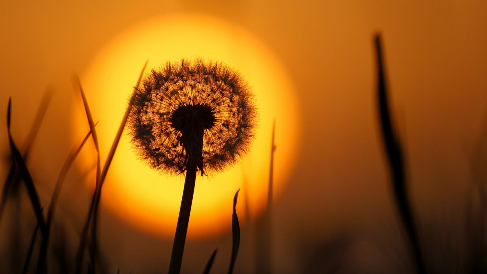Hinter einer Pusteblume geht am Morgen die Sonne auf. Der Saharastaub in der Luft färbt den Himmel gelblich einFoto: dpa/Thomas Warnack
