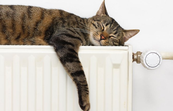 Mollig warm...<span class='image-autor'>Foto: Xseon / shutterstock.com</span>