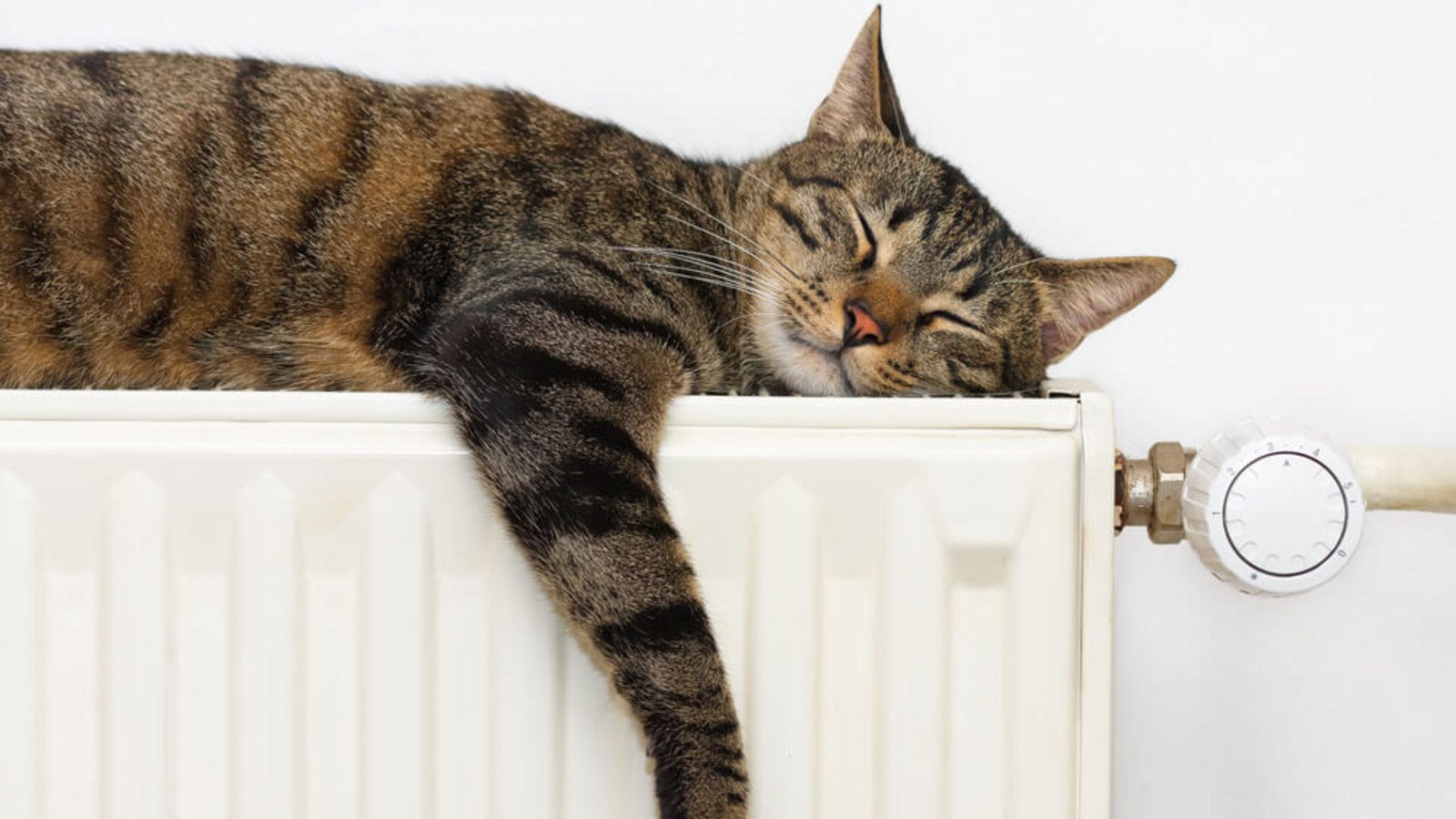 Mollig warm...Foto: Xseon / shutterstock.com Mollig warm...Foto: Xseon / shutterstock.com