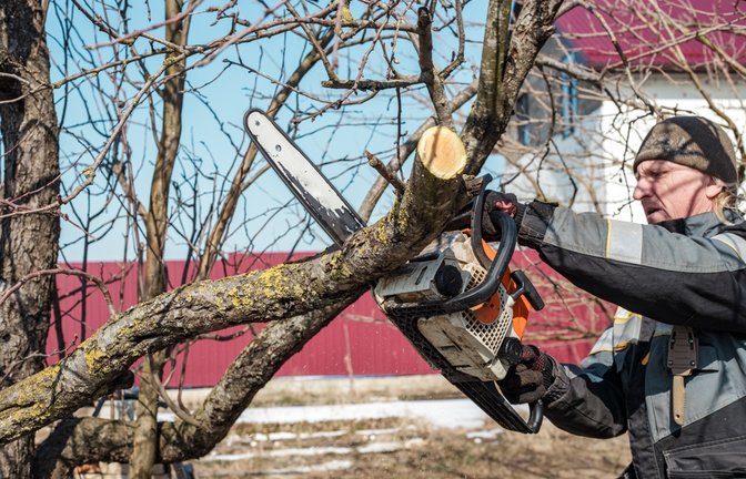 Erfahren Sie, bis wann Sie Bäume schneiden dürfen und welche gesetzlichen Vorgaben gelten. Tipps für den idealen Zeitpunkt und den richtigen Baumschnitt.<span class='image-autor'>Foto: Natalia Kokhanova / Shutterstock.com</span>
