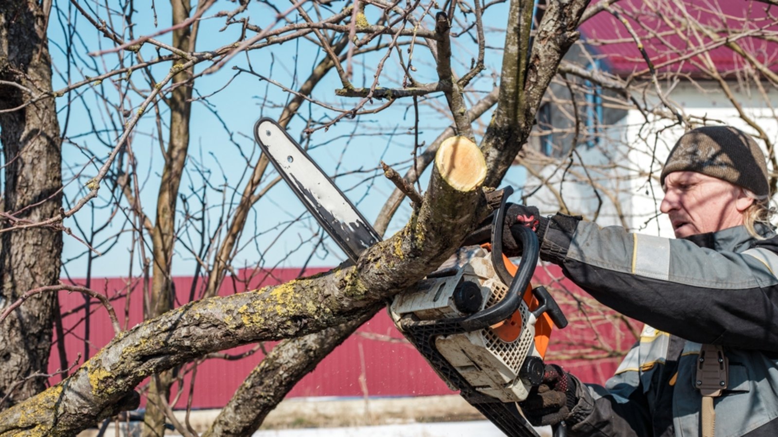 Erfahren Sie, bis wann Sie Bäume schneiden dürfen und welche gesetzlichen Vorgaben gelten. Tipps für den idealen Zeitpunkt und den richtigen Baumschnitt.Foto: Natalia Kokhanova / Shutterstock.com