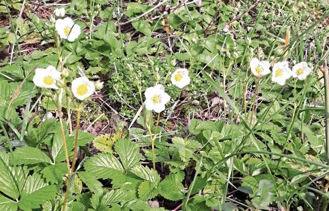 Am Weitblickweg in Hohenhaslach blühen gerade die wilden Erdbeeren.  Foto: Rücker