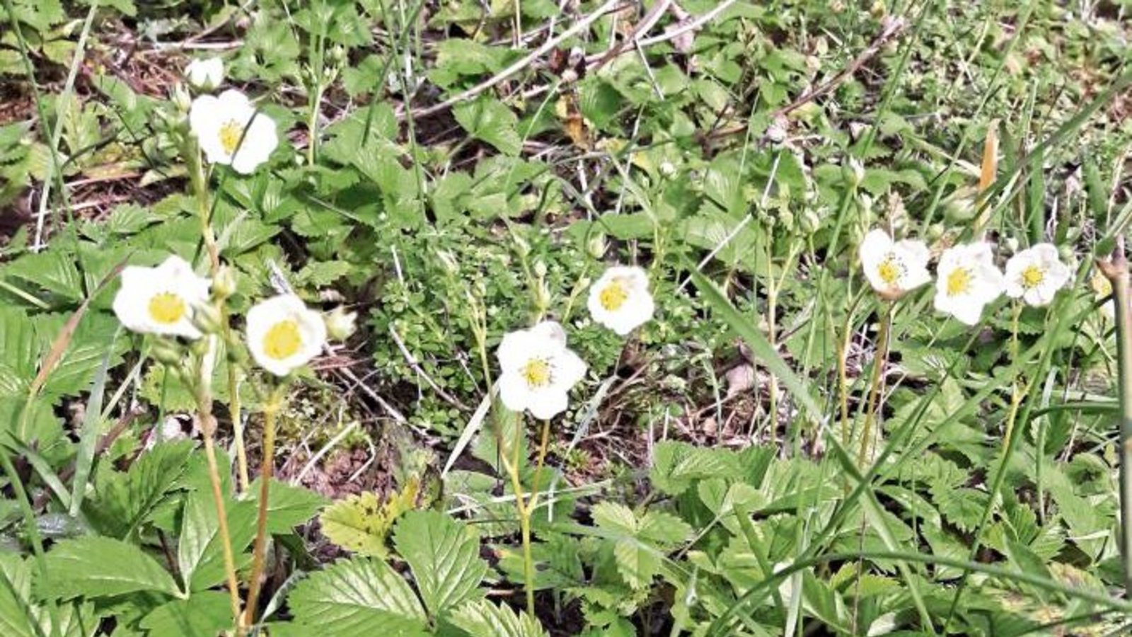 Am Weitblickweg in Hohenhaslach blühen gerade die wilden Erdbeeren.  Foto: Rücker