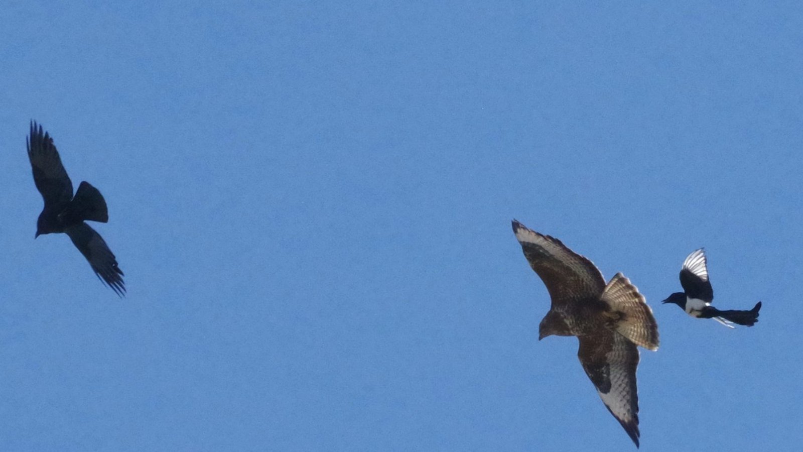 Attacke am Himmel: Rabenvögel hassen auf den Greif. Foto: Post