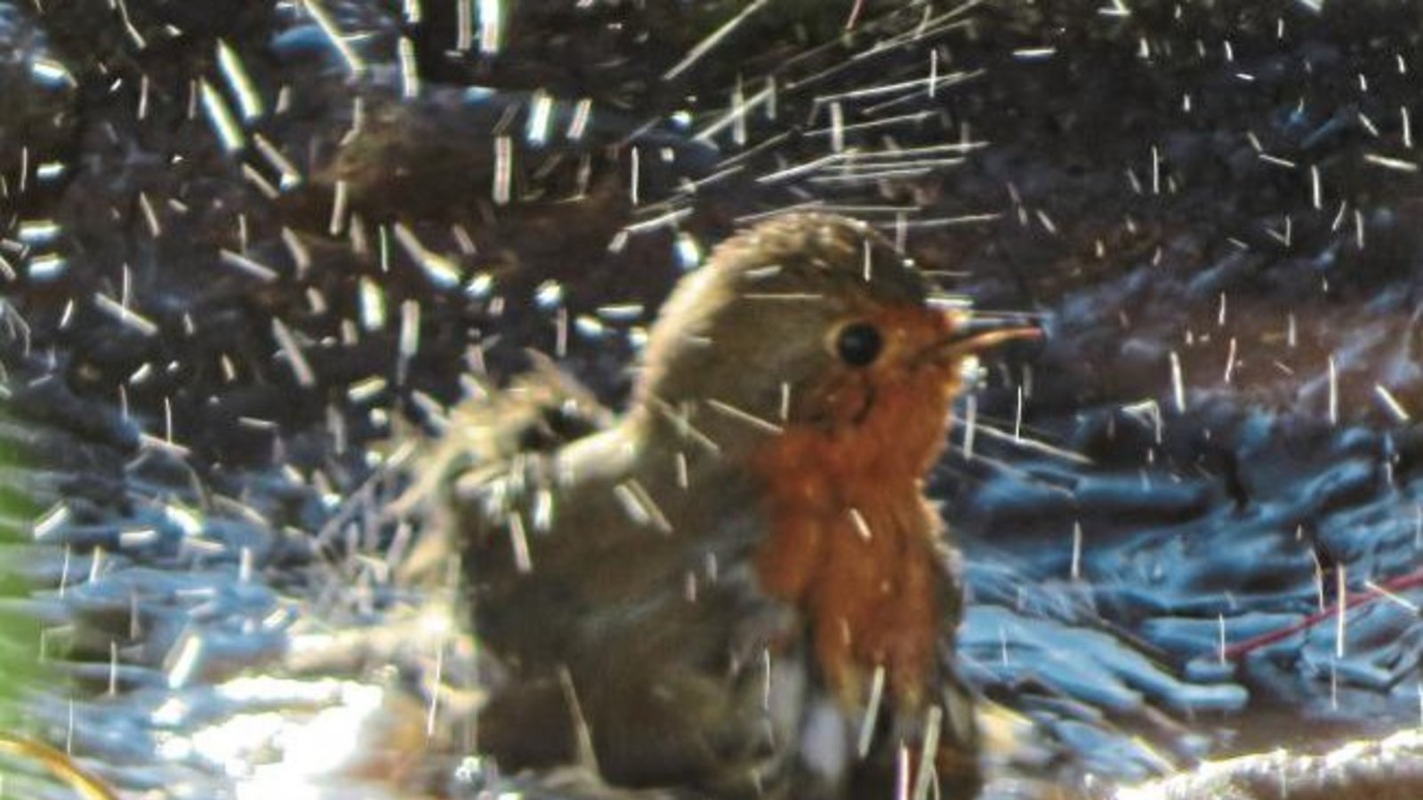 Das Rotkehlchen macht sich schön: Ab und zu muss ein Bad einfach sein, Temperaturen hin oder her. Foto: Arning Das Rotkehlchen macht sich schön: Ab und zu muss ein Bad einfach sein, Temperaturen hin oder her. Foto: Arning