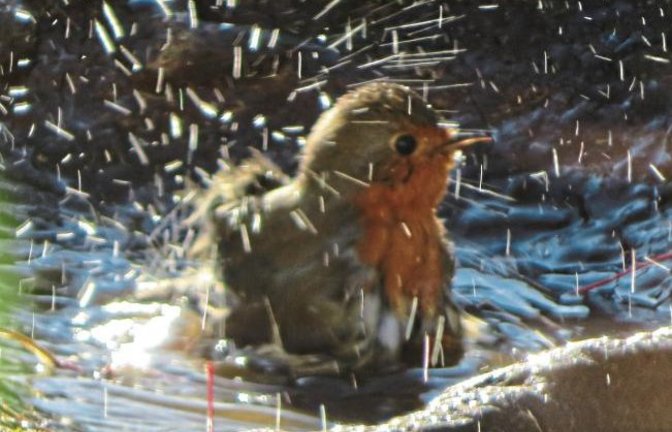 Das Rotkehlchen macht sich schön: Ab und zu muss ein Bad einfach sein, Temperaturen hin oder her.  Foto: Arning