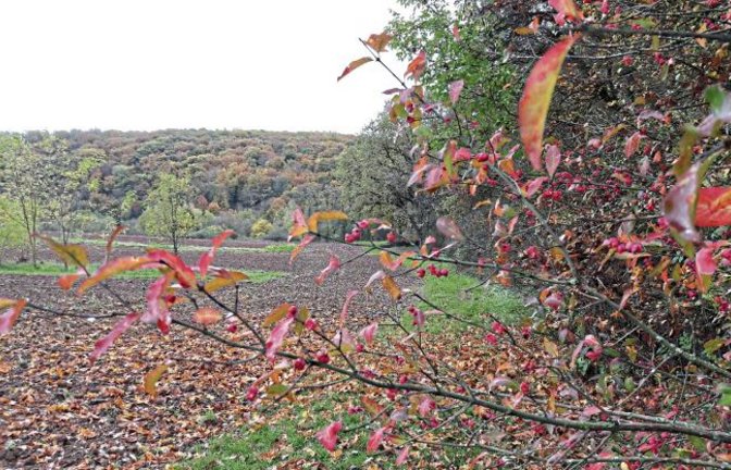 Bunt sind derzeit die Wälder, wie hier in Aurich mit dem Pfaffenhütchen vorne dran. Foto: sr
