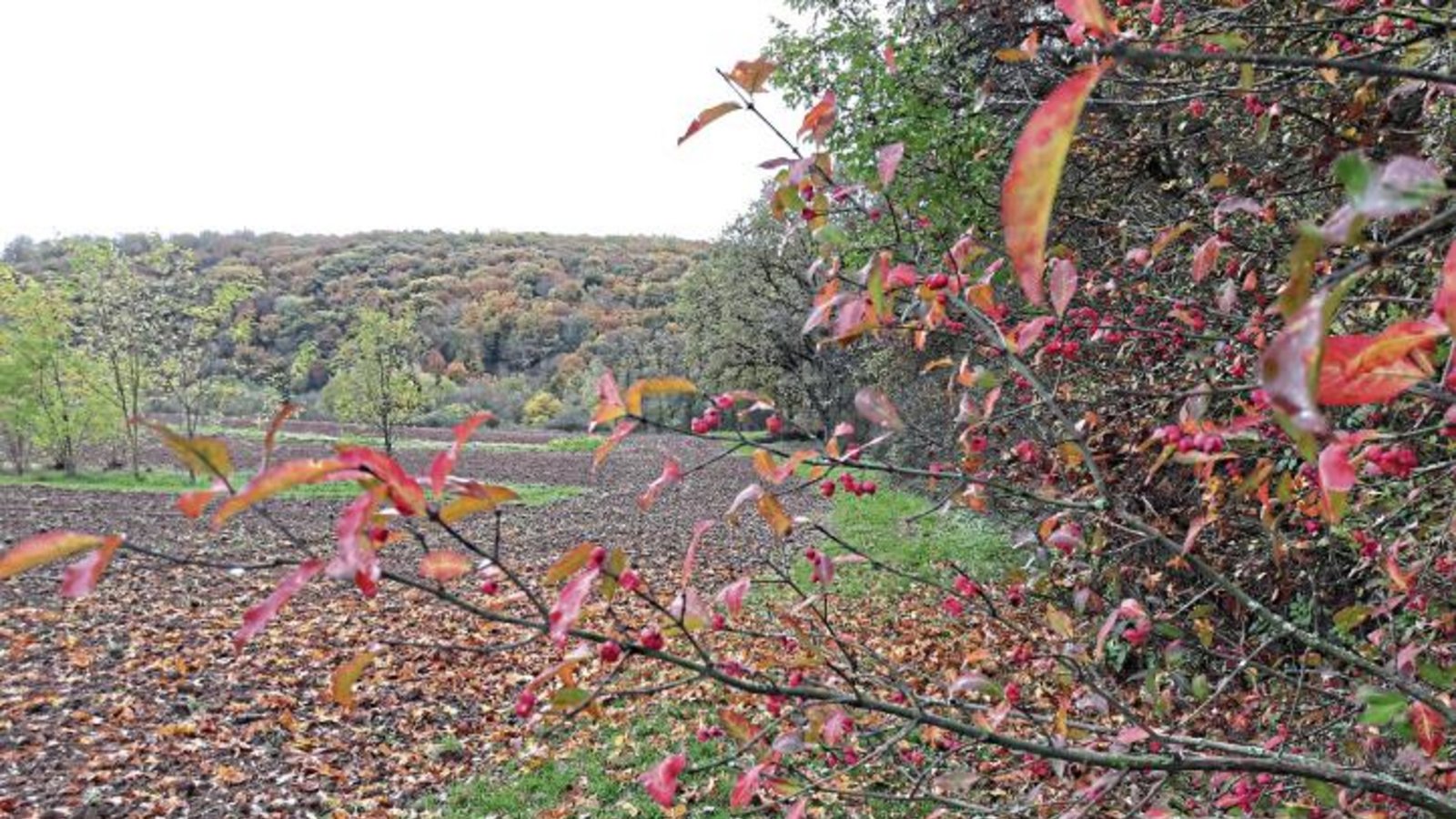 Bunt sind derzeit die Wälder, wie hier in Aurich mit dem Pfaffenhütchen vorne dran. Foto: sr