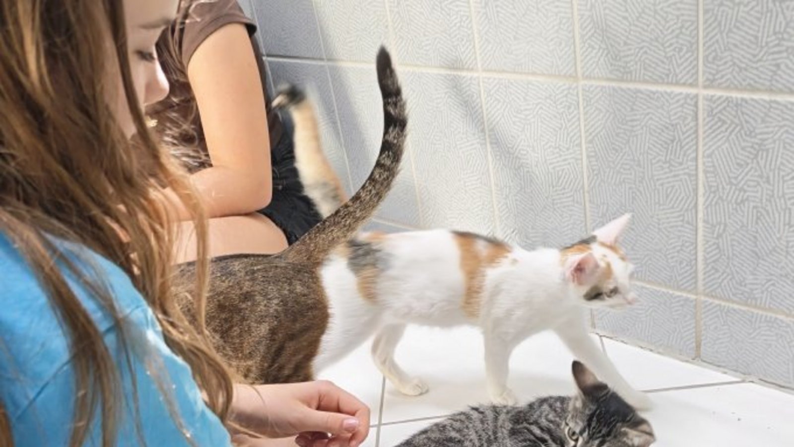 Schmusestunde: Die Kätzchen im Tierheim scheinen die Streicheleinheiten zu genießen. Foto: p Schmusestunde: Die Kätzchen im Tierheim scheinen die Streicheleinheiten zu genießen. Foto: p