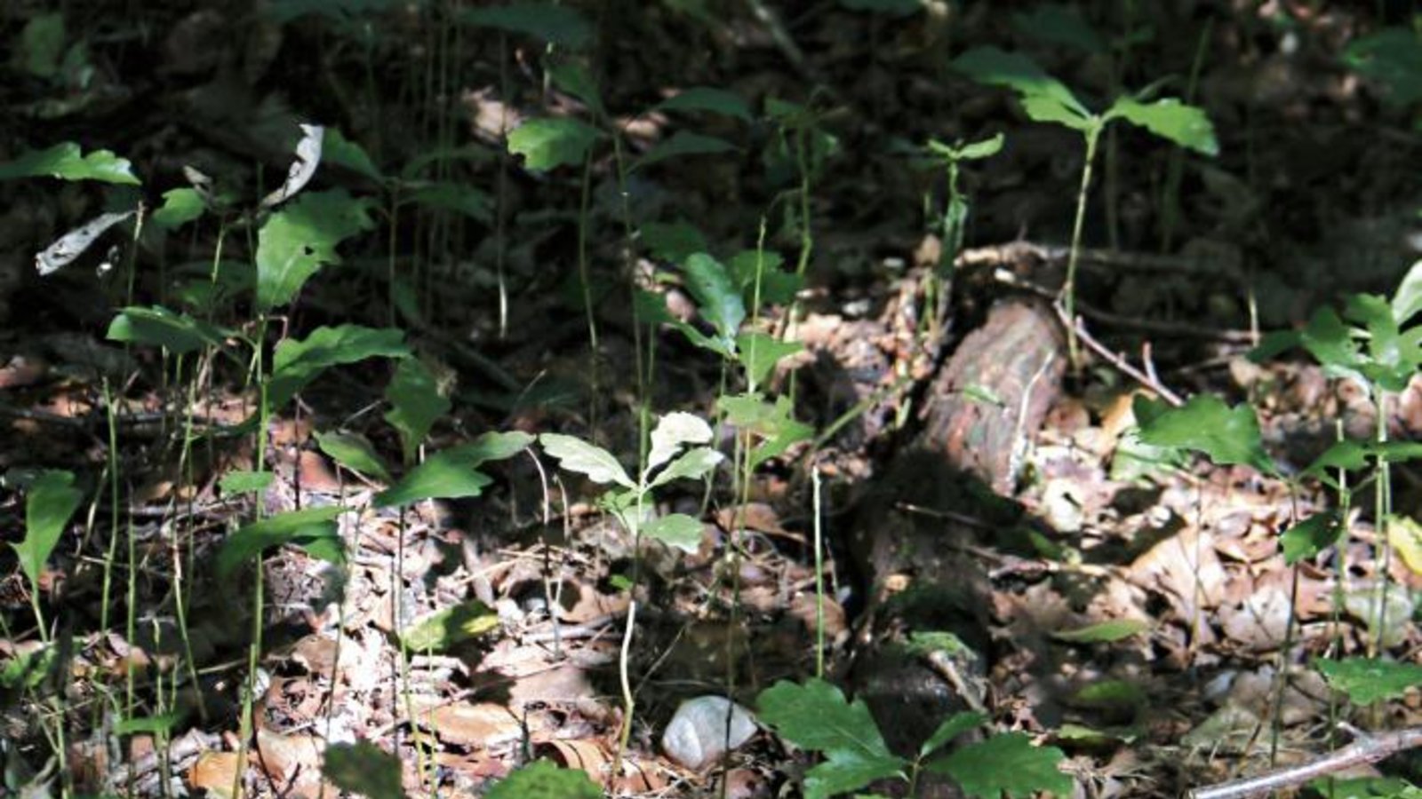 Eichennachwuchs reckt sich im Pulverdinger Holz dem Licht entgegen.  Foto: Rücker
