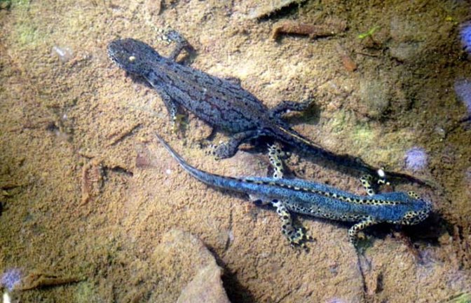 Ein Gündelbacher Bergmolchpärchen. Foto: Thalhäuser