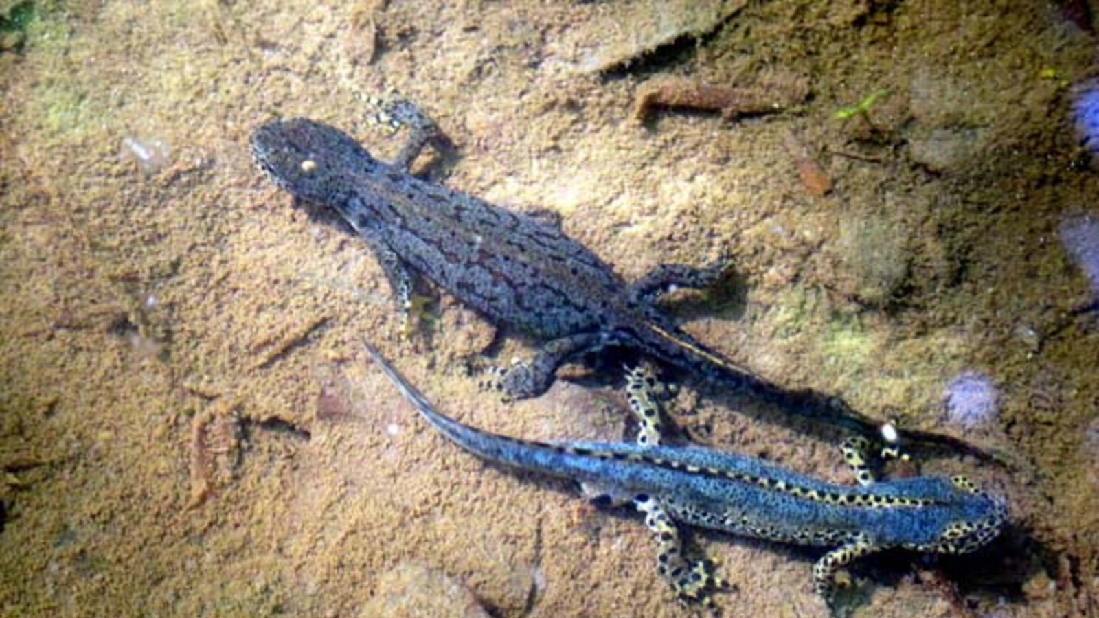 Ein Gündelbacher Bergmolchpärchen. Foto: Thalhäuser