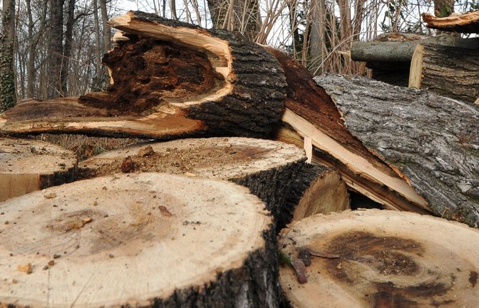 Das EU-Gesetz gegen Abholzung soll ein Jahr später eingeführt werden. (Symbolfoto)<span class='image-autor'>Foto: dpa/JPS Foto</span>