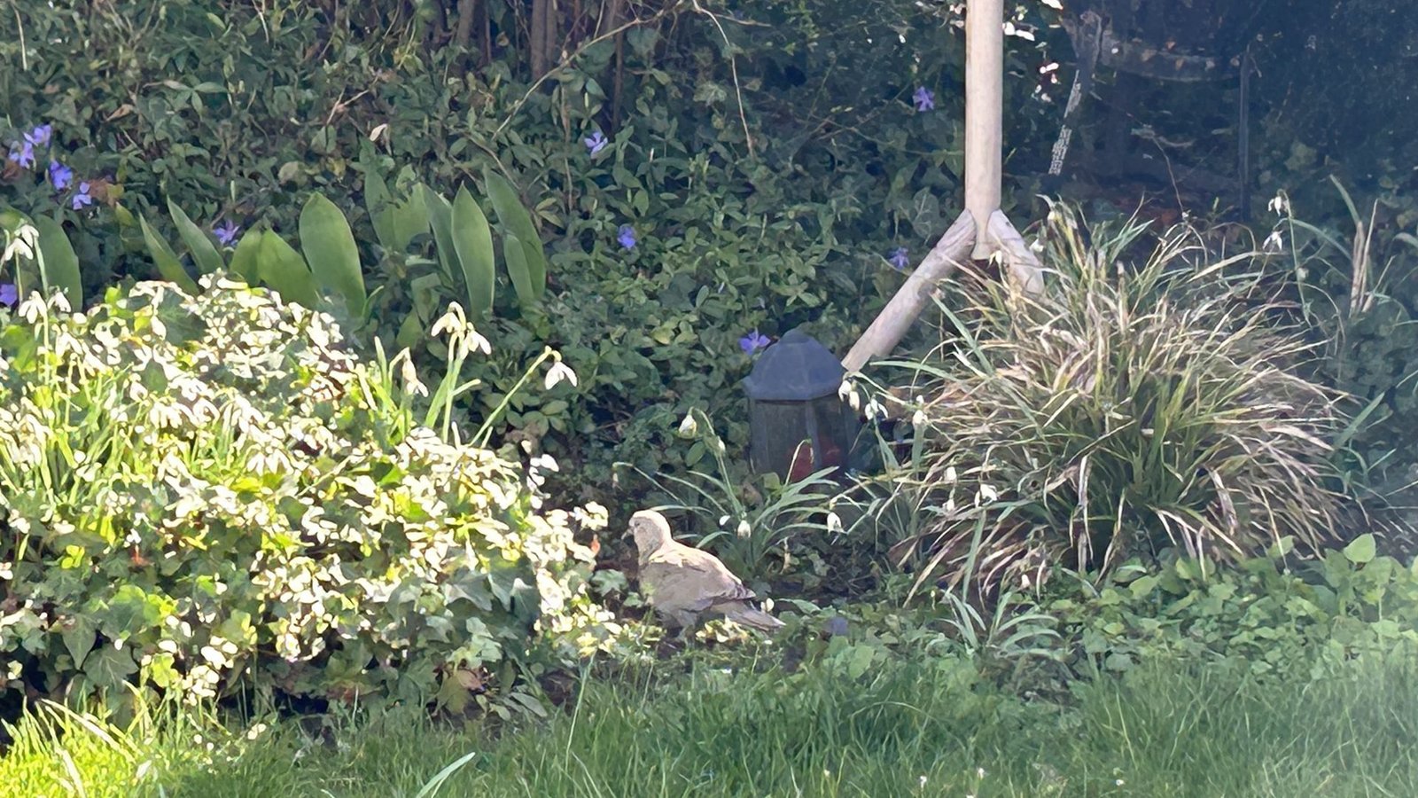 Es handelte sich um ein sehr junges Täubchen, das sich in Brisskes Garten verirrt hat und ein gefundenes Fressen für Katzen wäre.Foto: StZN/Hartmann