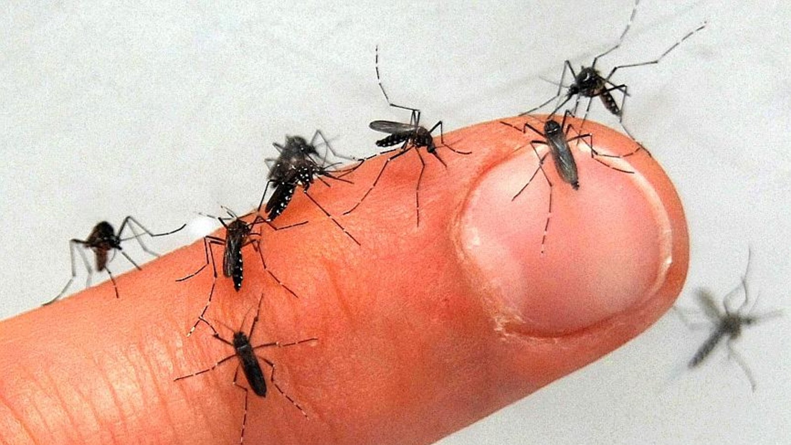 Sommerzeit ist Insektenzeit.Foto: dpa