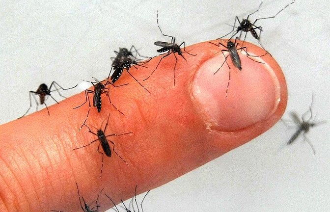Sommerzeit ist Insektenzeit.<span class='image-autor'>Foto: dpa</span>