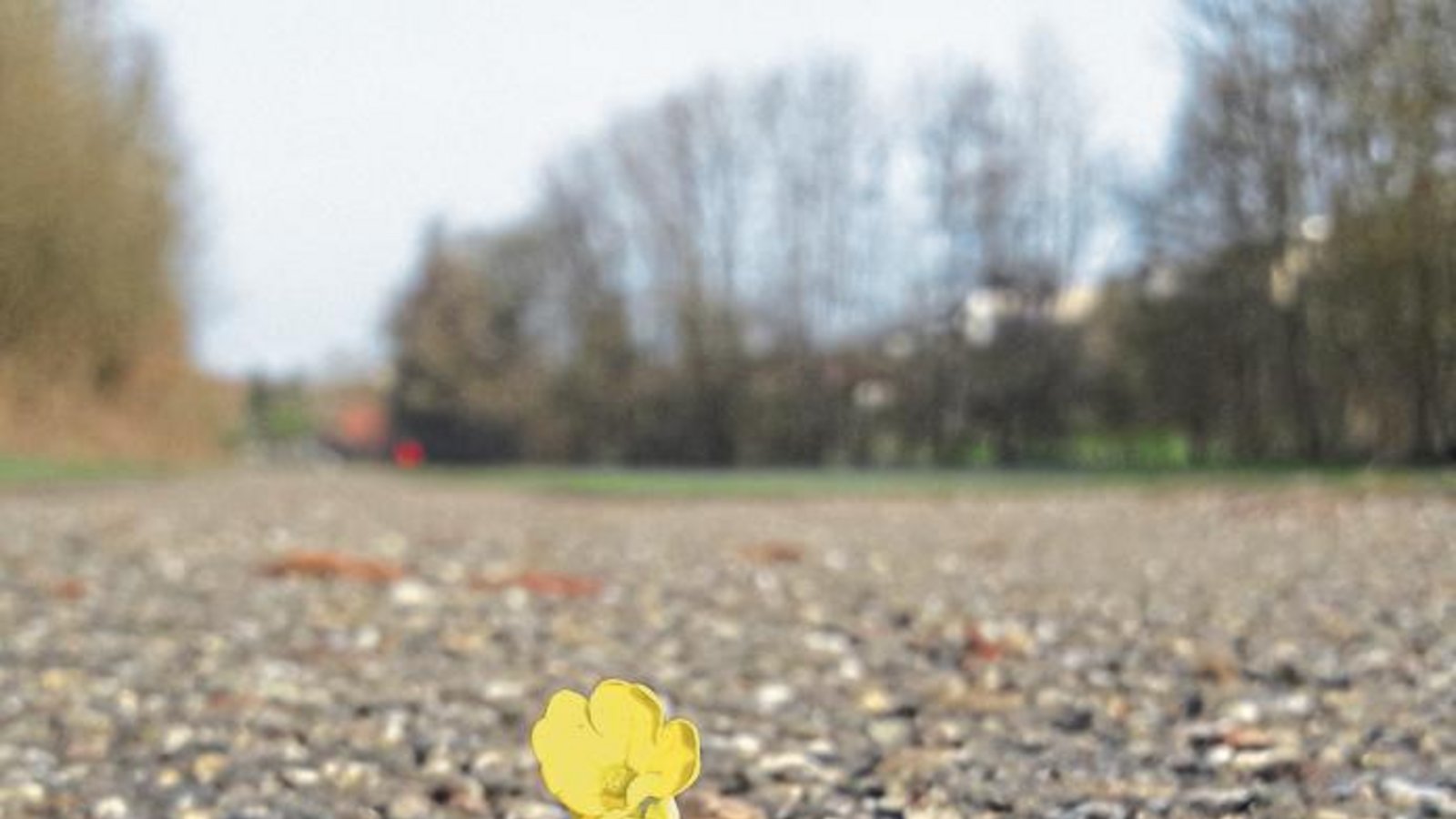 Morgendlicher Fund in Aurich – die Wiesen-Primel, auch Wiesen-Schlüsselblume, liegt abgerupft auf dem Weg. Dabei ist sie, wie ihre große Schwester die Wald-Schlüsselblume, laut Bundesnaturschutzgesetz besonders geschützt. Foto: Rücker Morgendlicher Fund in Aurich – die Wiesen-Primel, auch Wiesen-Schlüsselblume, liegt abgerupft auf dem Weg. Dabei ist sie, wie ihre große Schwester die Wald-Schlüsselblume, laut Bundesnaturschutzgesetz besonders geschützt. Foto: Rücker