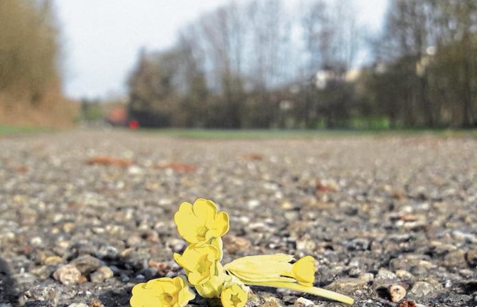 Morgendlicher Fund in Aurich – die Wiesen-Primel, auch Wiesen-Schlüsselblume, liegt abgerupft auf dem Weg. Dabei ist sie, wie ihre große Schwester die Wald-Schlüsselblume, laut Bundesnaturschutzgesetz besonders geschützt.  Foto: Rücker
