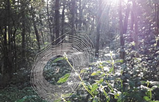 Ein Spinnennetz verbreitet vorherbstlichen Zauber.  Foto: Rücker