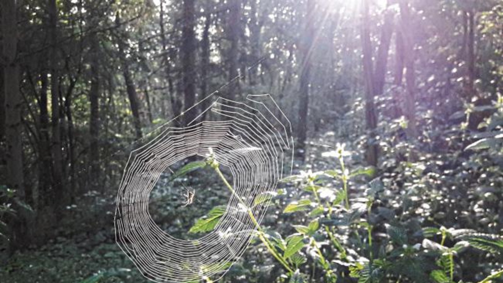 Ein Spinnennetz verbreitet vorherbstlichen Zauber.  Foto: Rücker