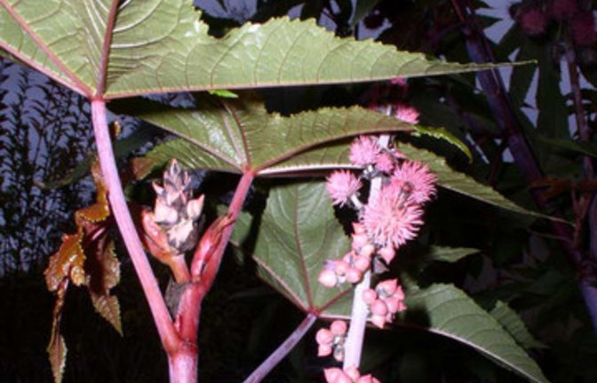 Rizinusstaude in einem Vaihinger Garten. Foto: Rücker