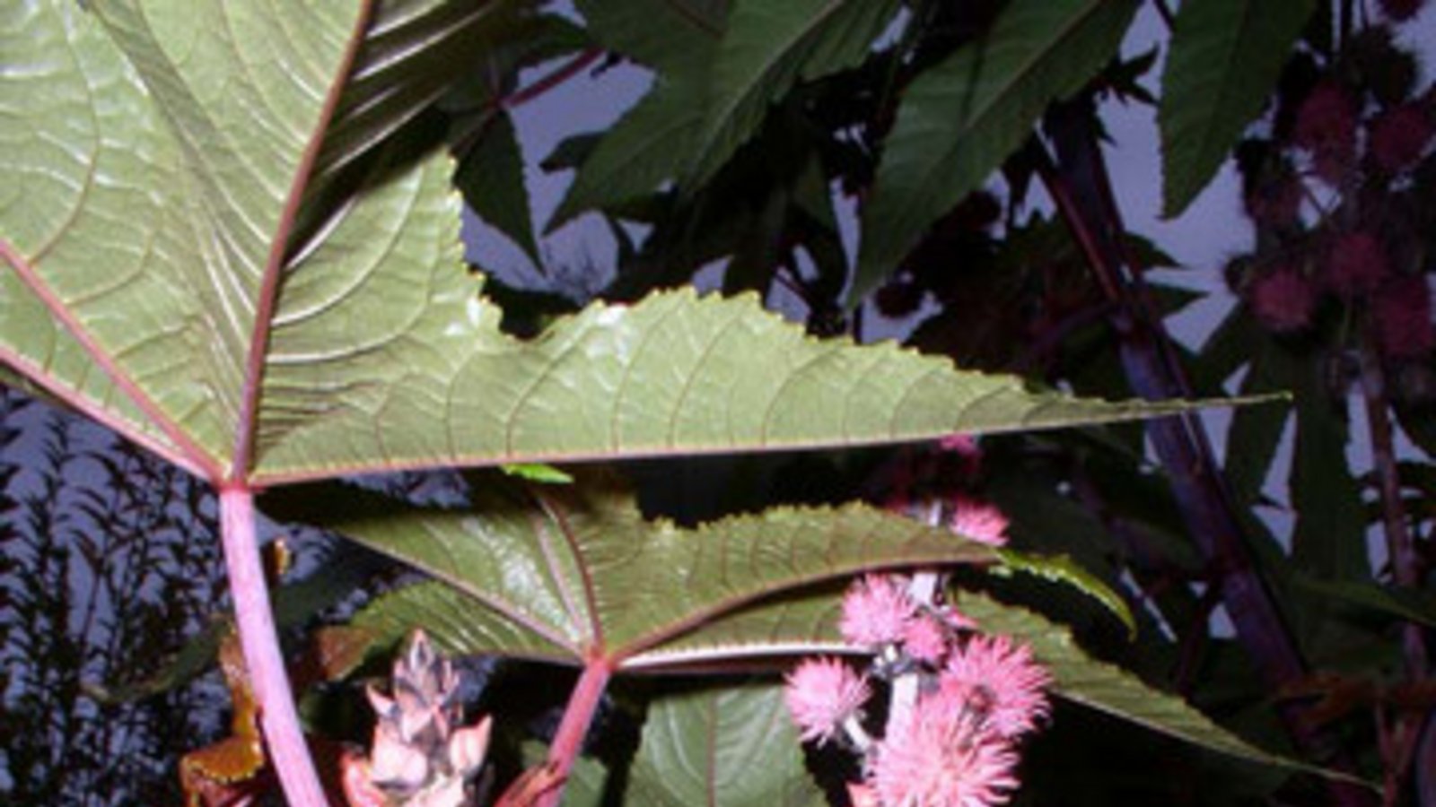 Rizinusstaude in einem Vaihinger Garten. Foto: Rücker