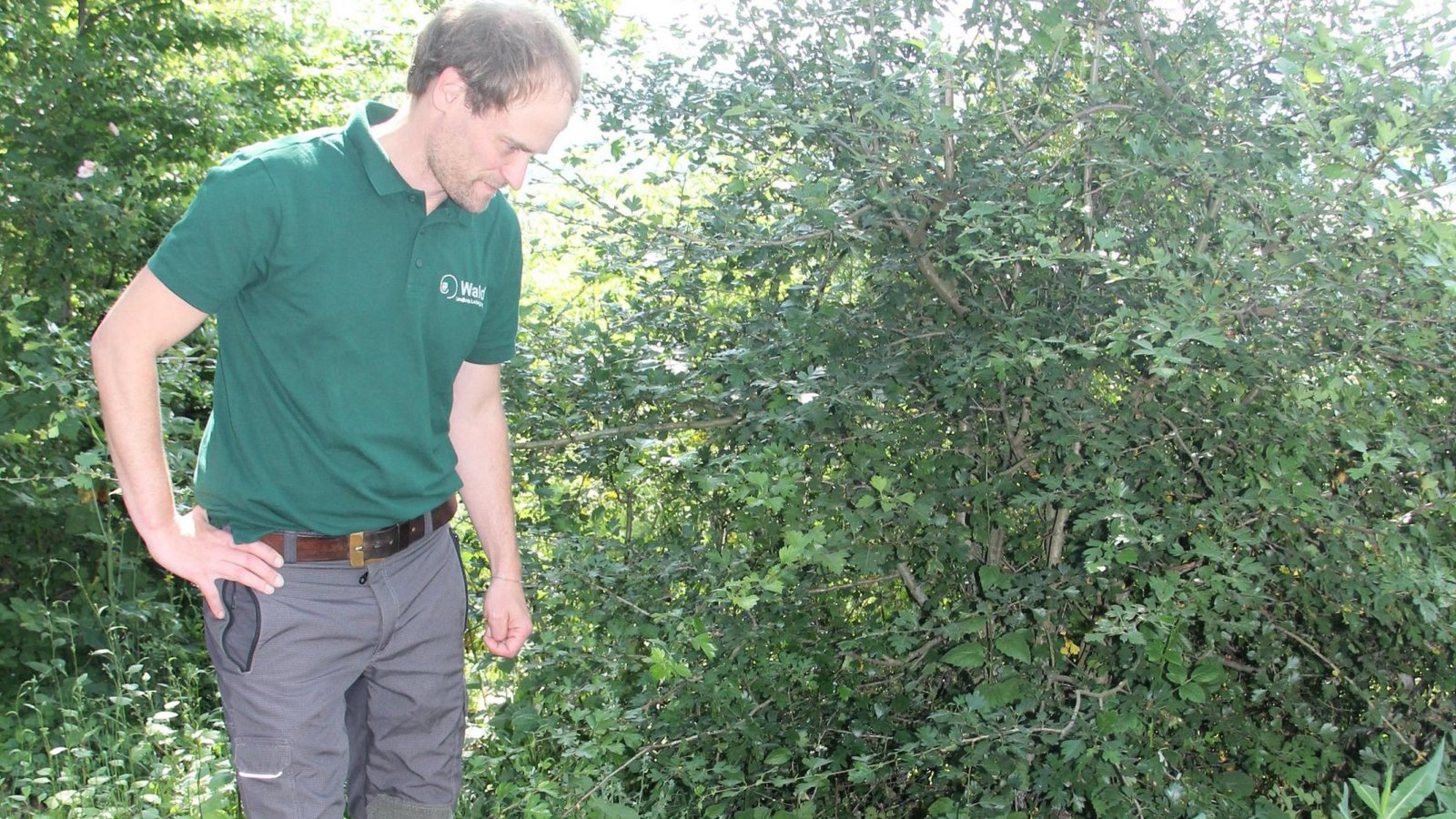 Nicht nur natürliche Ursachen, sondern manchmal auch menschliches Fehlverhalten setzen dem Wald zu: Dr. Simon Boden vor einer illegalen Grillstelle.  Archivfoto: Kauer/VKZ Nicht nur natürliche Ursachen, sondern manchmal auch menschliches Fehlverhalten setzen dem Wald zu: Dr. Simon Boden vor einer illegalen Grillstelle.  Archivfoto: Kauer/VKZ