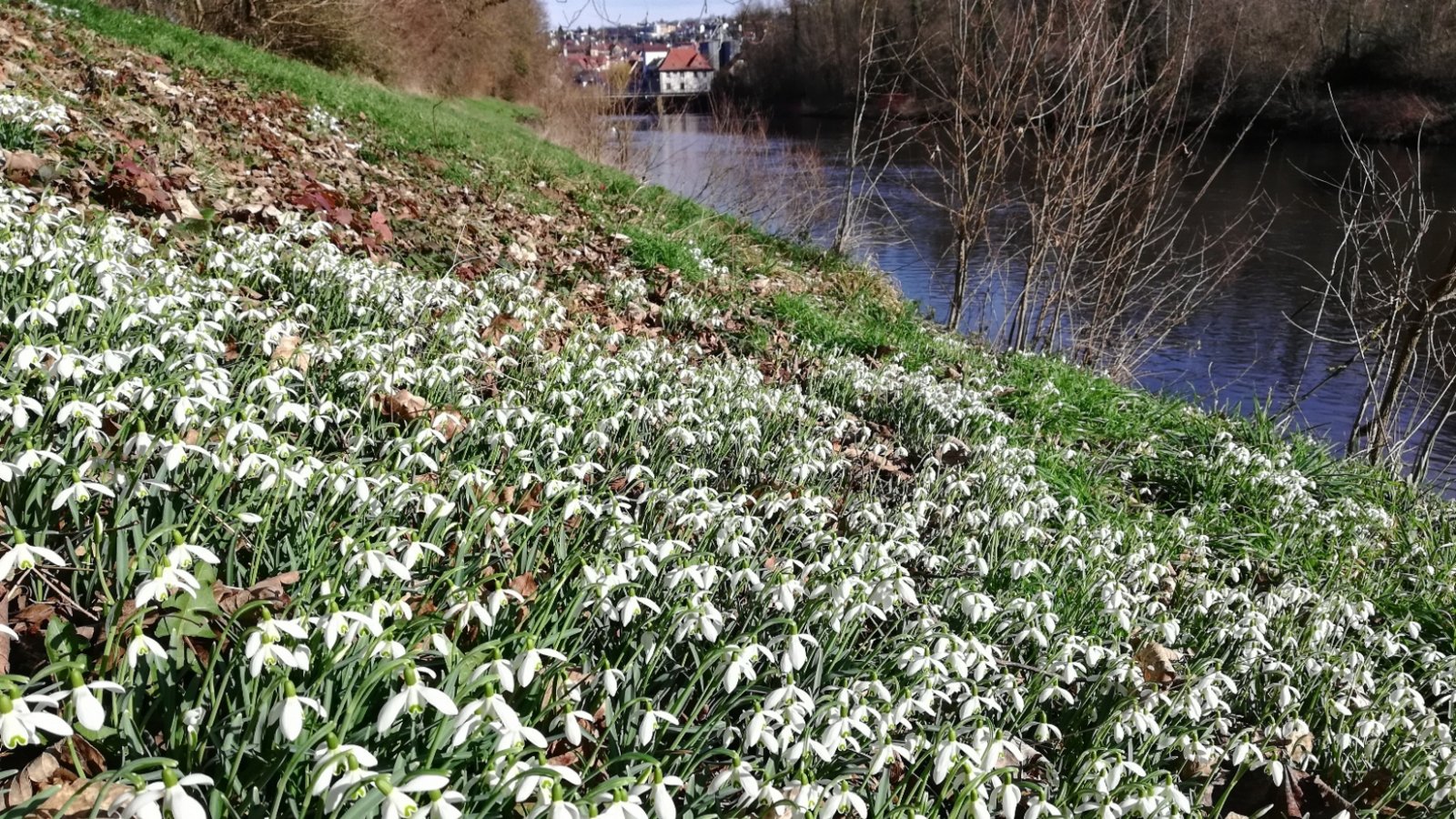 Immer wieder schön. Schneeglöckchen an der Enz in Vaihingen. Foto: Arning