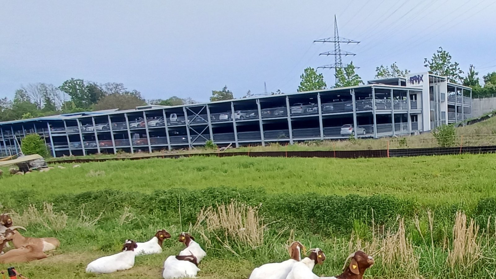 Ob sie auf den Zug warten? Vierbeinige Landschaftspfleger beim Vaihinger Bahnhof. sr