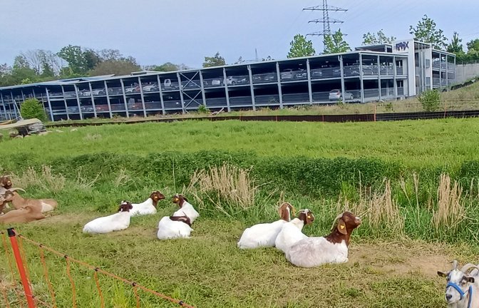 Ob sie auf den Zug warten? Vierbeinige Landschaftspfleger beim Vaihinger Bahnhof. sr