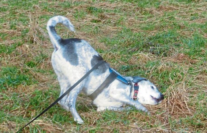 Eintauchen in alles Widerliche, was sich Frauchen gar nicht vorstellen mag.  Foto: Rücker