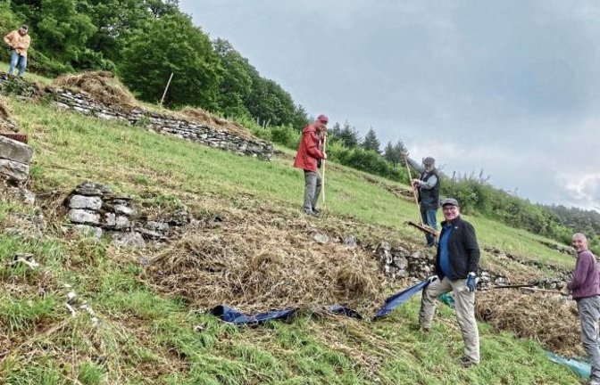 Aktive des BUND-Kreisverbands pflegten kürzlich wieder einen 20 Ar großen ehemaligen Weinberg am Geigersberg bei Ochsenbach. Der BUND entfernt den Aufwuchs einmal pro Jahr, um die Magerrasenfläche für seltene Pflanzen und Tiere offen zu halten. Die zehn B