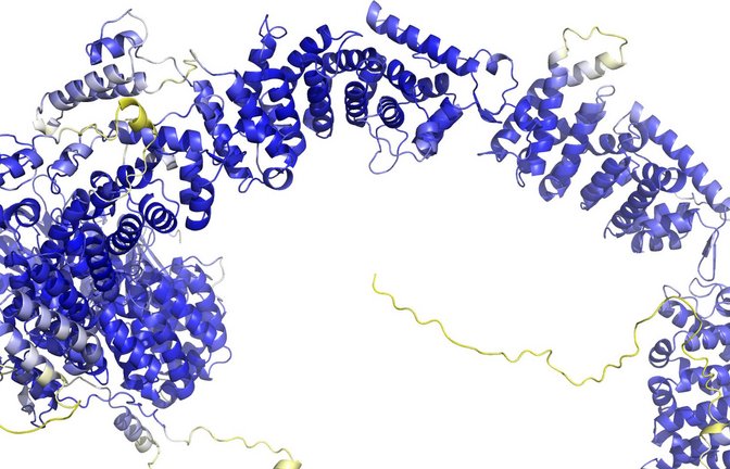 Das Modell der AlphaFold Protein Structure Database stellt das Rückgrat der Proteinstruktur dar. Sogenannte Sekundärstrukturelemente sind als Bänder wiedergegeben. In den blauen Bereichen ist das Model vermutlich zuverlässig. Die gelben Bereiche sind wahrscheinlich flexibel, und nur eine mögliche Struktur ist dargestellt.<span class='image-autor'>Foto: -/AlphaFold Protein Structure Database/dpa</span>
