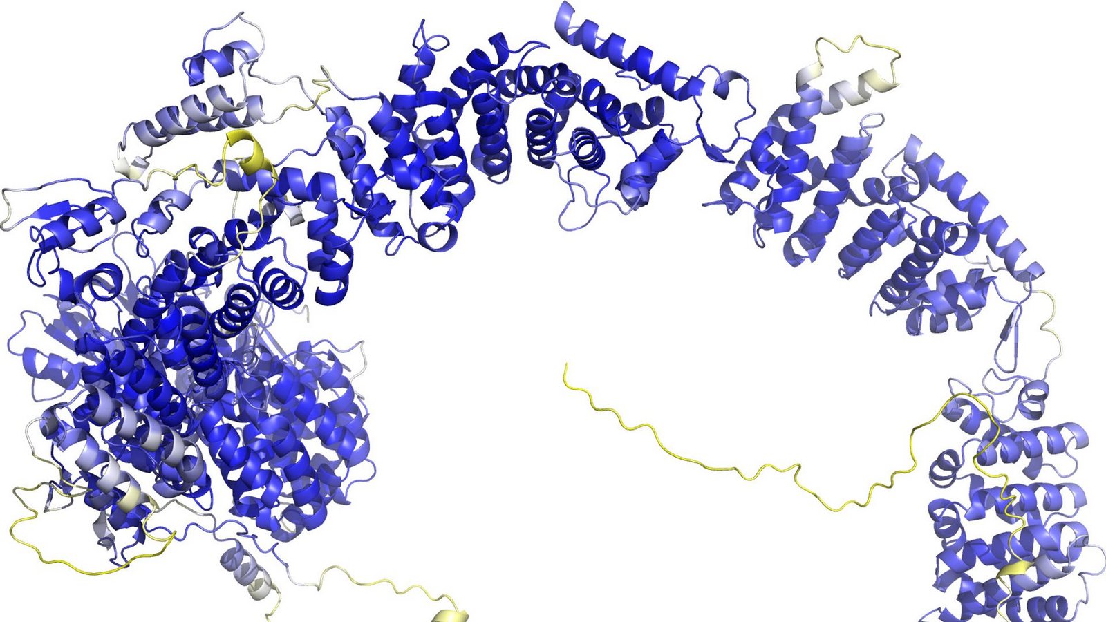 Das Modell der AlphaFold Protein Structure Database stellt das Rückgrat der Proteinstruktur dar. Sogenannte Sekundärstrukturelemente sind als Bänder wiedergegeben. In den blauen Bereichen ist das Model vermutlich zuverlässig. Die gelben Bereiche sind wahrscheinlich flexibel, und nur eine mögliche Struktur ist dargestellt.Foto: -/AlphaFold Protein Structure Database/dpa