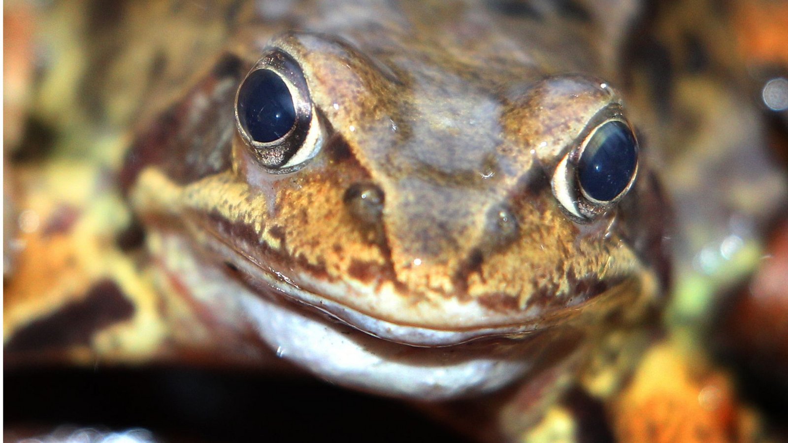 Besonders dramatisch gehen die Bestände des Grasfrosches zurück – früher war er eine Allerweltsart.Foto: dpa/Karl-Josef Hildenbrand