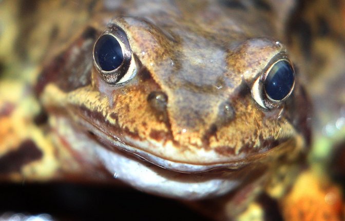 Besonders dramatisch gehen die Bestände des Grasfrosches zurück – früher war er eine Allerweltsart.<span class='image-autor'>Foto: dpa/Karl-Josef Hildenbrand</span>