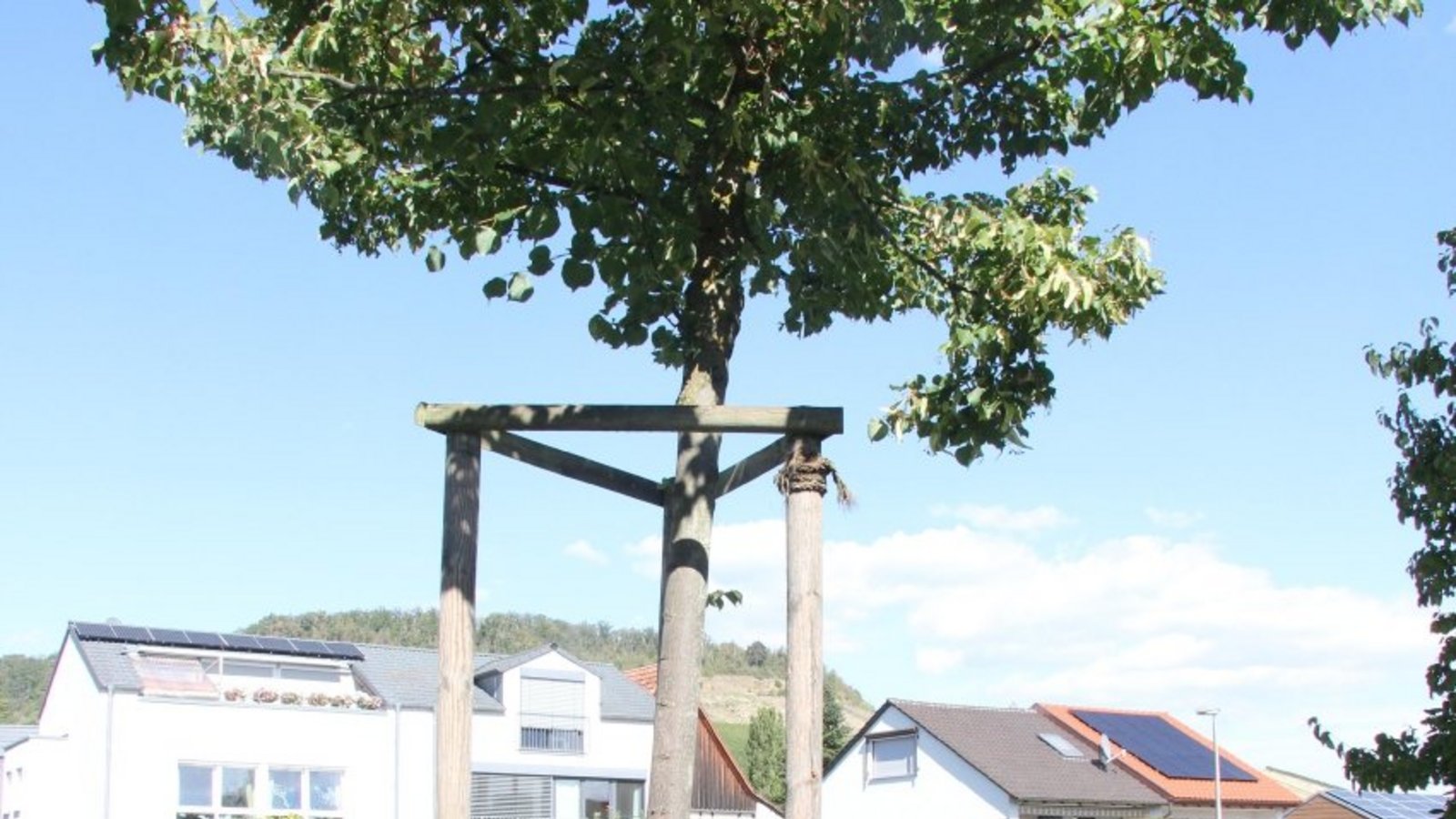 Hier steht die Friedenslinde. Hier steht die Friedenslinde.