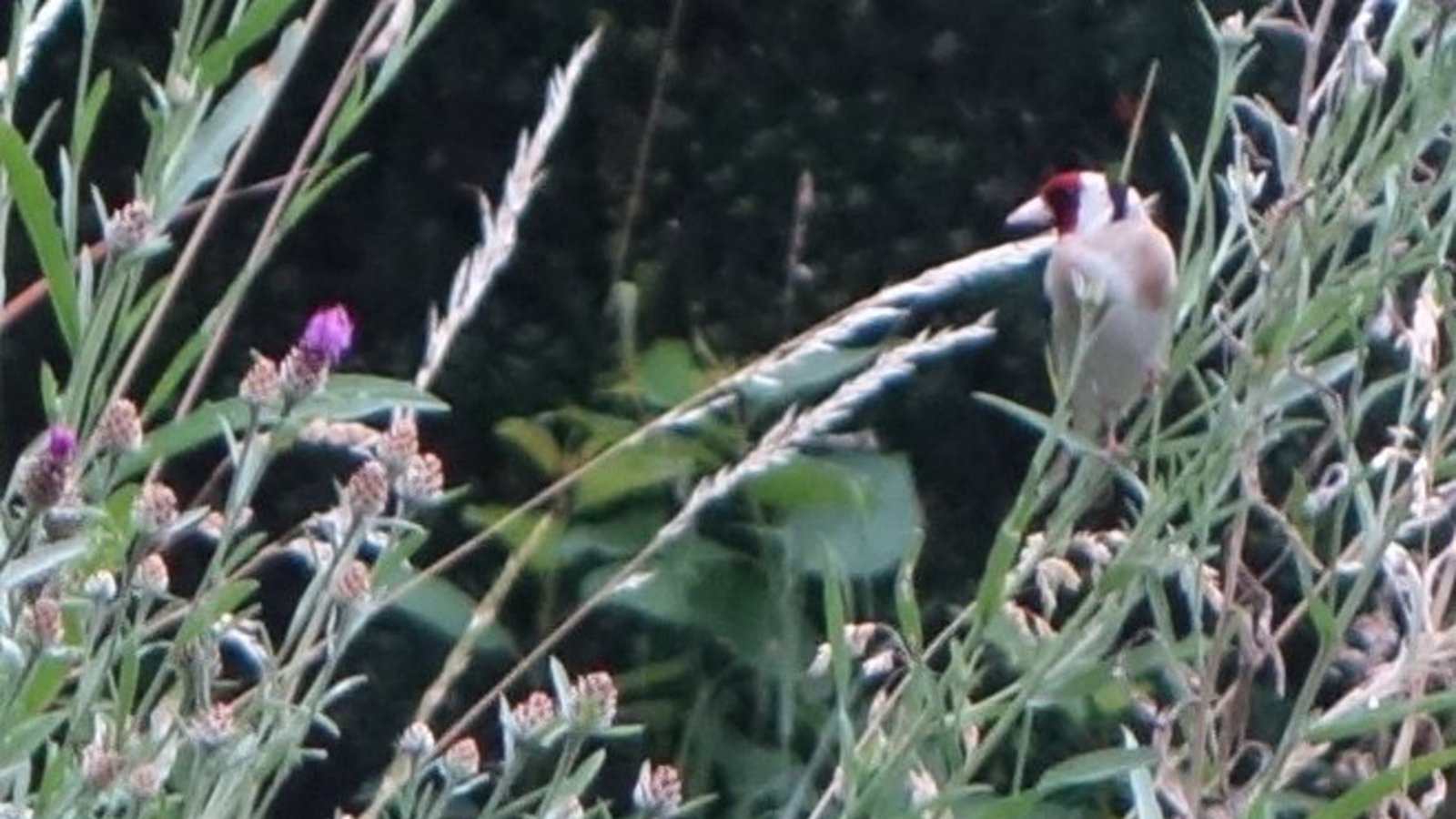 Ein Distelfink (oben rechts) auf der Wiesen-Flockenblume. Ein Distelfink (oben rechts) auf der Wiesen-Flockenblume.