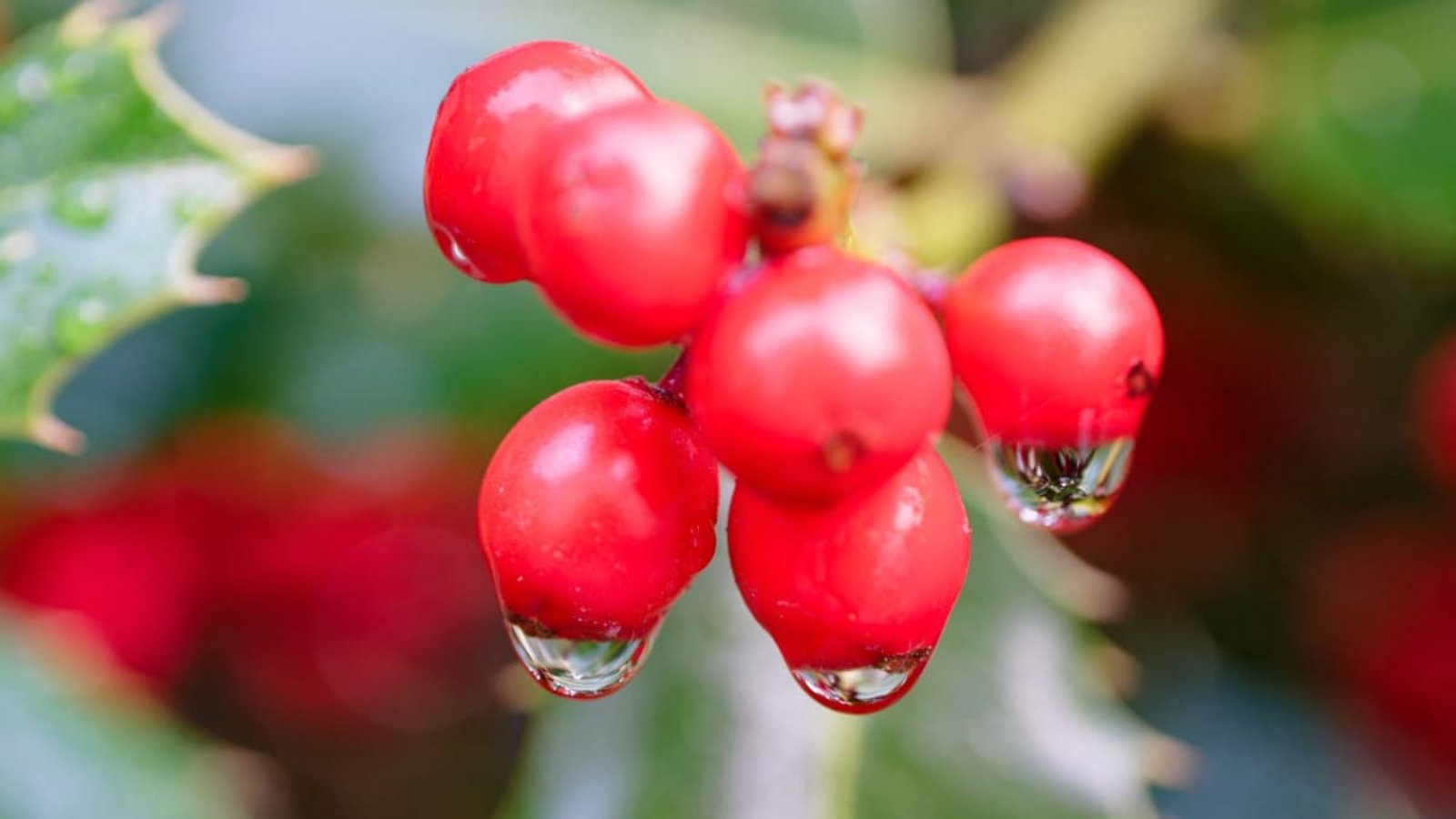 Wassertropfen hängen an den Früchten einer Europäischen Stechpalme.Uwe Anspach/dpa Wassertropfen hängen an den Früchten einer Europäischen Stechpalme.Uwe Anspach/dpa