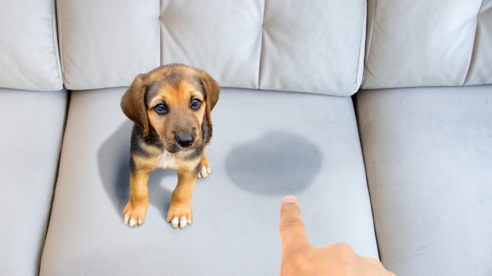 Was tun gegen den Uringeruch?Foto: cunaplus / shutterstock.com