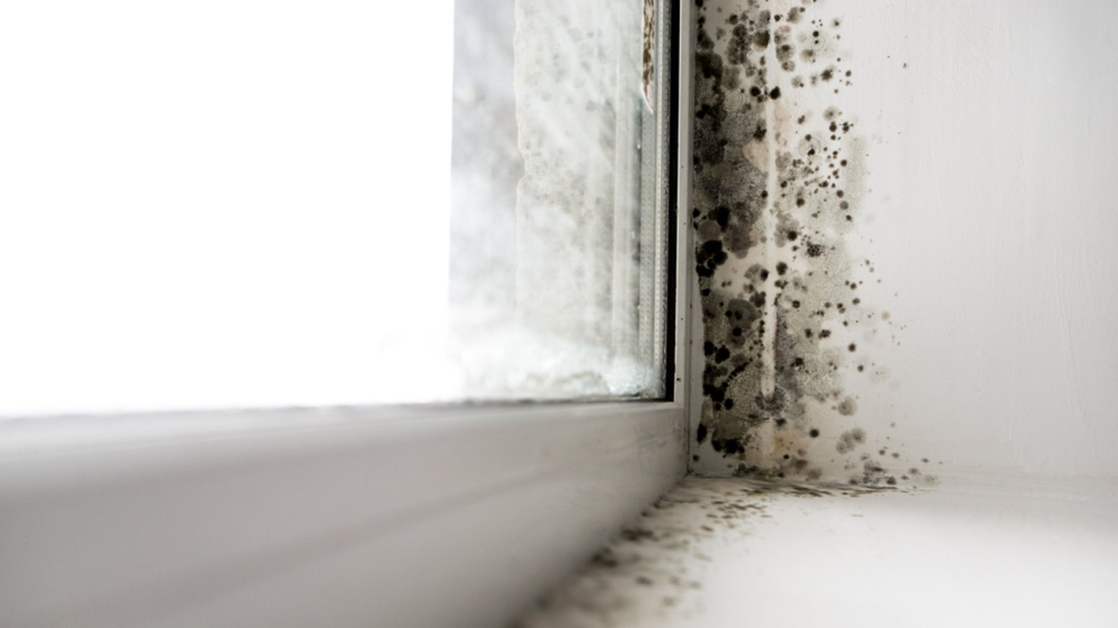 Schimmel breitet sich oft an Fenstern aus.Foto: Burdun Iliya / shutterstock.com Schimmel breitet sich oft an Fenstern aus.Foto: Burdun Iliya / shutterstock.com
